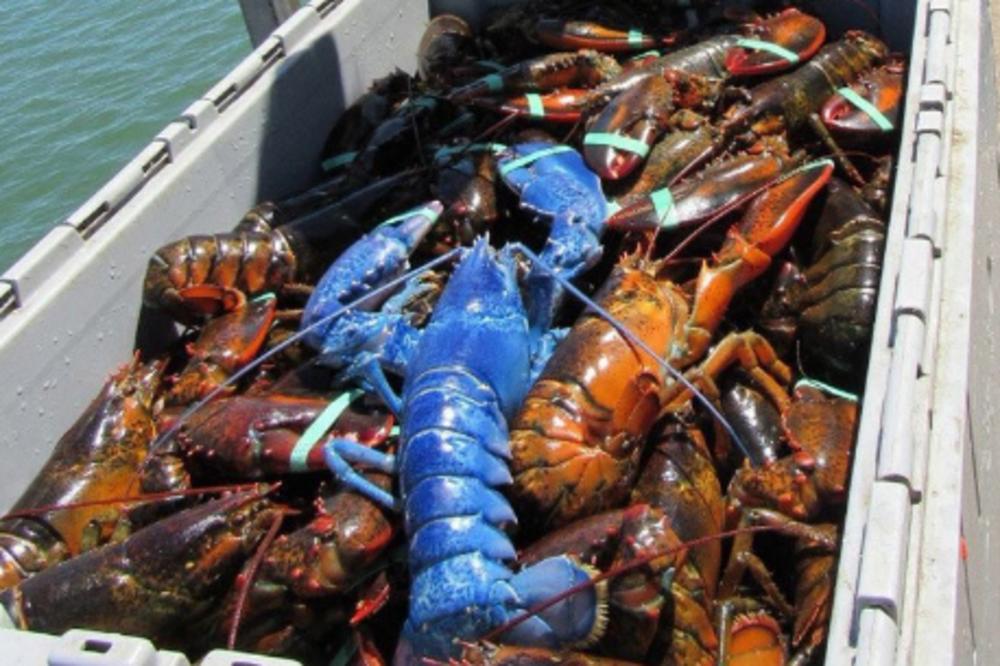 Plavi jastog? Ma daaaaaaaaaaaaj! Zapravo - evo ga! (VIDEO) (FOTO)