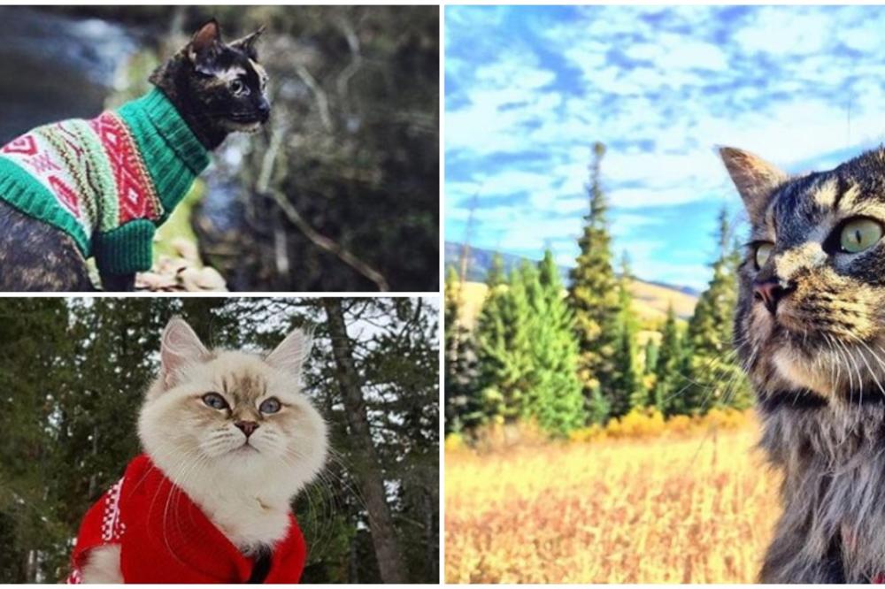 Kad krenete na kampovanje, a vi povedite i macu: 10 fenomenalnih fotki koje će vam nabaciti kez! (FOTO)