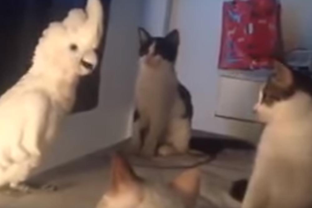 Šta se desi kada papagaj istripuje da je mačka?! Šou totalni! (VIDEO)