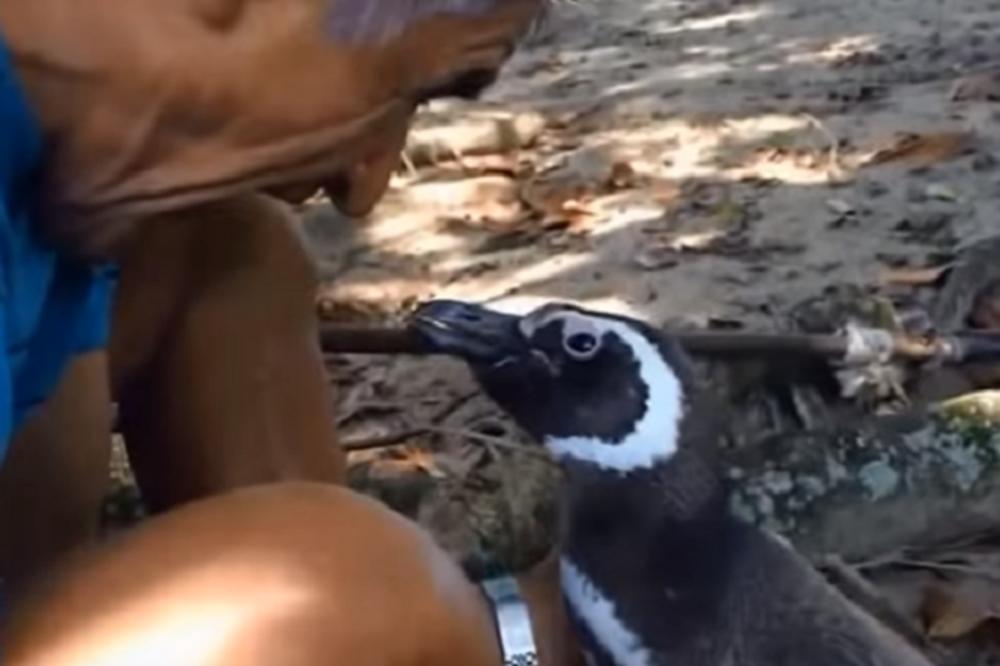 Istopili smo se od slatkoće: Pingin prepliva 8.000 km svake godine samo da bi video svog spasioca! (VIDEO)