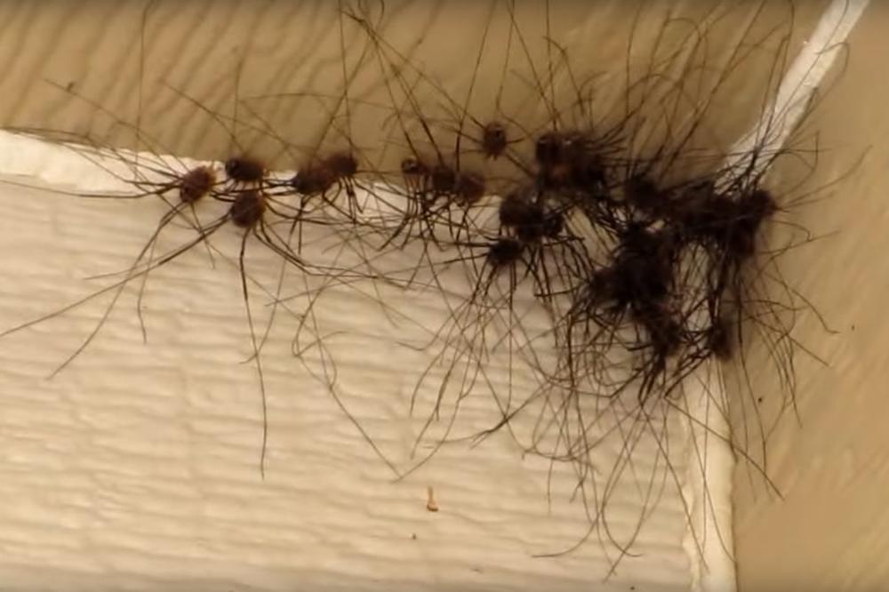 KAKO SE PIŠE: "PAUKOVI" ili "PAUCI"? Mnogi su u dilemi, evo i odgovora