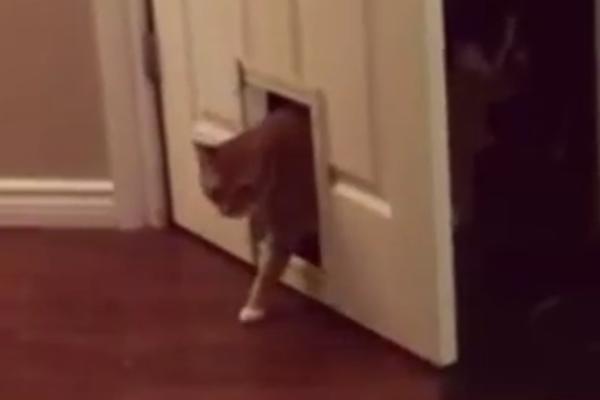 Da li je ovo najbolja definicija mačaka do sad? (VIDEO)