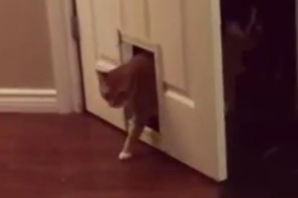 Da li je ovo najbolja definicija mačaka do sad? (VIDEO)