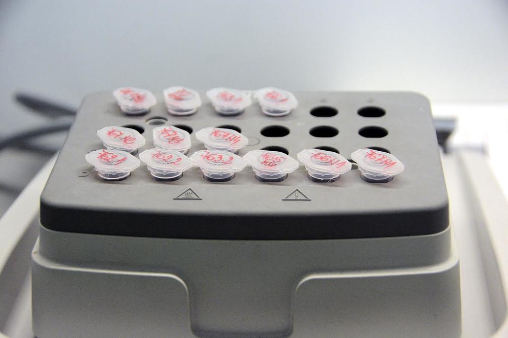 SRPSKE PORODICE IDENTIFIKOVALE POSMRTNE OSTATKE U ZAGREBU! DNK analiza utvrdila ko su petorica nastradalih