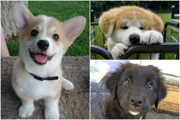 20 najslađih kučića na netu! Da su hot-dog sigurno biste ih pojeli! (FOTO)