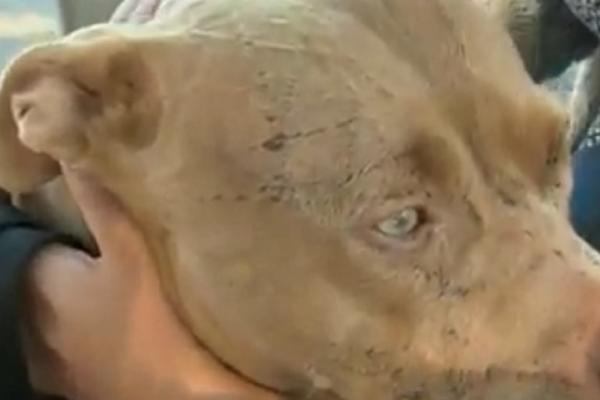 Mačka napala 7 pitbulova: Šta mislite, ko je popio batine?! (FOTO) (VIDEO)