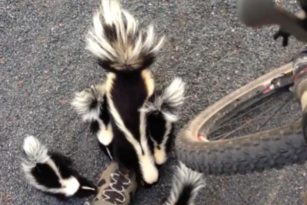 VELIKA OPASNOST U KOMŠILUKU SRBIJE: Koronavirus je upravo prešao na OVU ŽIVOTINJU, to niko nije očekivao!