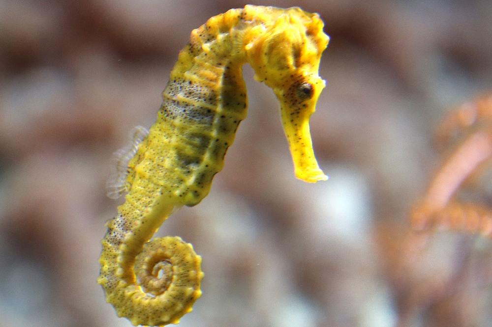 Bizarna zaplena u Francuskoj: Švercovali 2.000 mrtvih životinjica (FOTO)