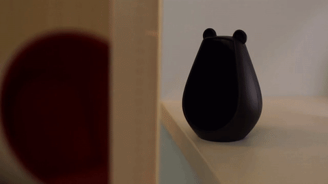 Ovo treba svakom domu: Meda kao kućni ljubimac i daljinac! (FOTO) (VIDEO)