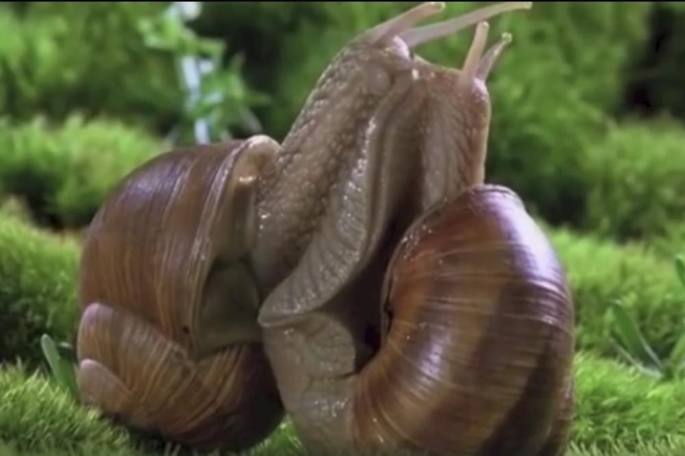 Da li ste ikada videli lepši poljubac? Ovako puževi pokazuju ljubav (VIDEO)