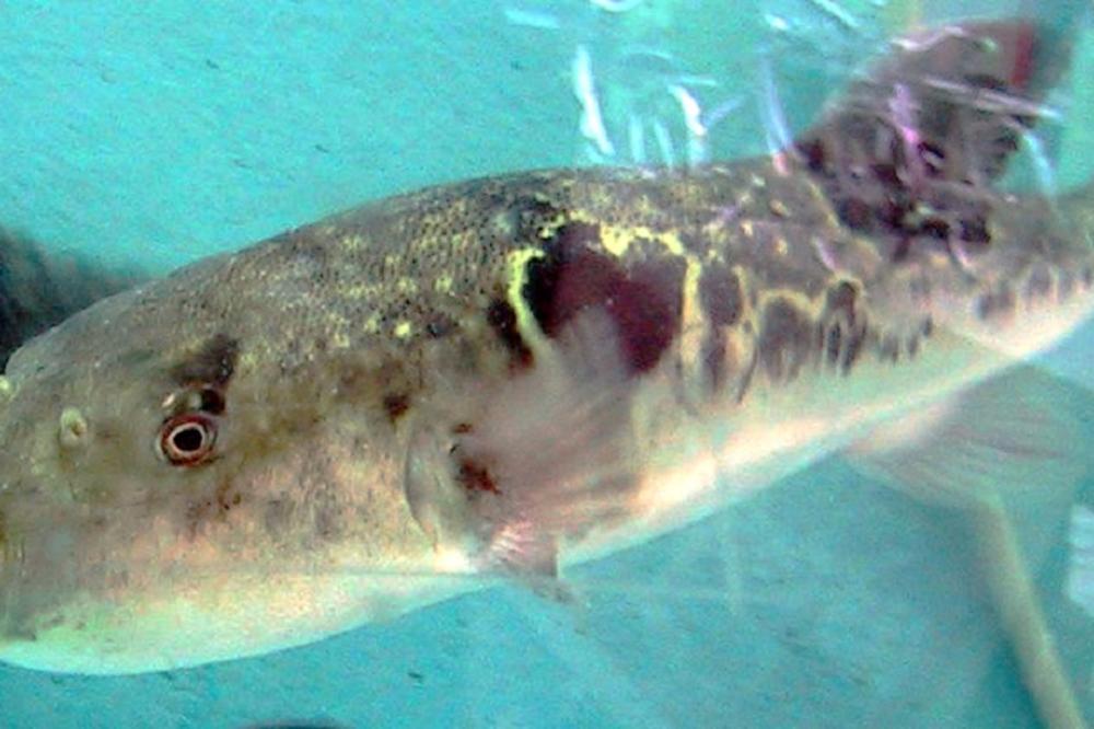 Invazija otrovnih riba na hrvatskoj obali! (FOTO)