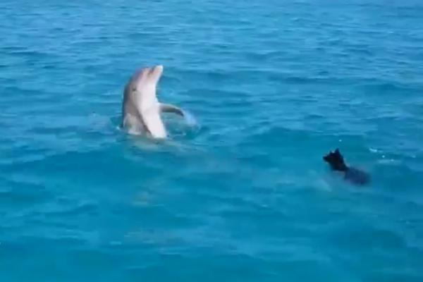 DVA DELFINA NAPALA DEVOJČICU, GRIZLI JE I VUKLI NA DNO! Ova scena nikad do sad nije zabeležena!