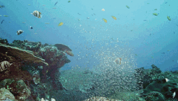 Carevi! Rusi uče pse da dišu pod vodom! (GIF)