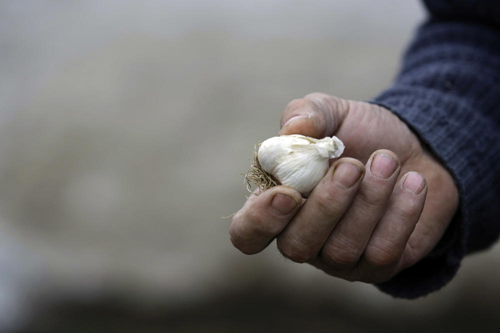 OTKOPAVALI MU GROB KAKO BI GA SPALILI? Prvi vampir na svetu nije bio grof DRAKULA već SRBIN Petar Blagojević