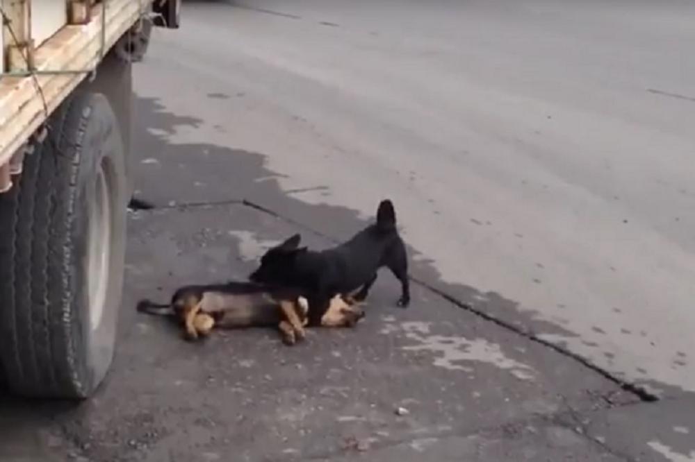 Srce će vam prepući: Kamion mu je udario drugara, a on daje sve od sebe da ga oživi (VIDEO)