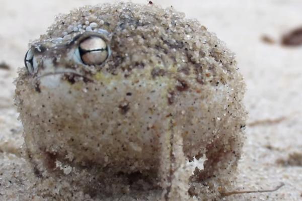 Namrgođena je i ljuta, ali kad zakrekeće - shvatićete koliko je slatka (VIDEO)