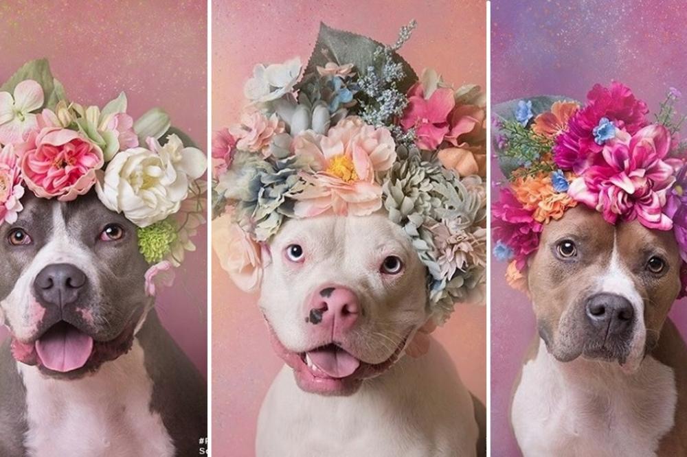 I ko je sad opasan pas? Da li biste hteli da usvojite ovu slatkoću? (FOTO)