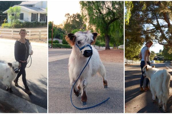 Milka više nije omiljena: Da li je kravica Muki najslađa mala stoka na svetu? (ANKETA)