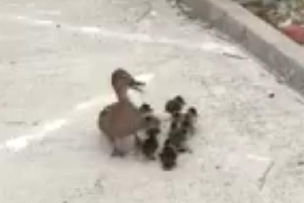 Zovite odred za smotane pačiće! Nekoliko gegavih je upalo u kanalizaciju! (VIDEO)