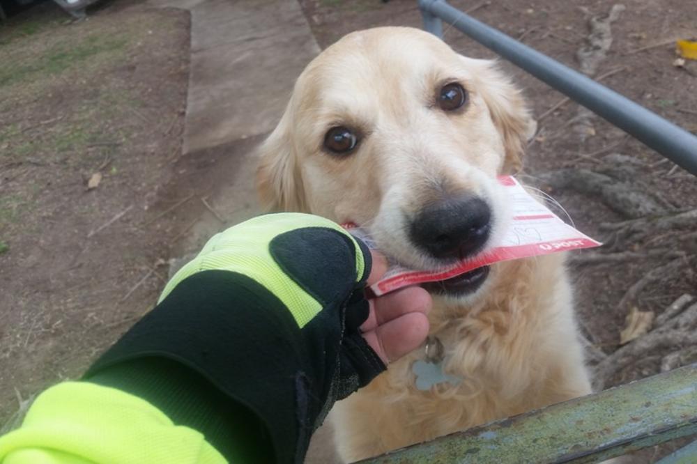 Kuca toliko voli pisma, pa je poštar smislio genijalno rešenje! (FOTO)