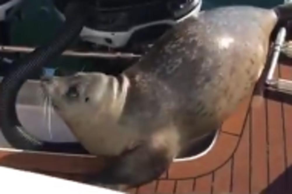 Gde da pobegne fokica mukica kada beži od kita ubice? (VIDEO)