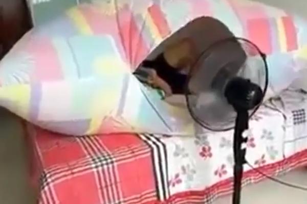 Uz pomoć ventilatora i jastučnice napravio je svoj mali raj! (GIF)