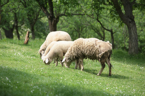Đetići uvode red i mnooogo su ludi: 1.500 evra kazna za ovcu u parku, za vožnju sa prljavim točkovima 7.500 evra!