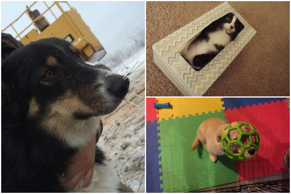 Ala se uvalihhh: 15 ljubimaca koji su se našli u baš nezgodnim situacijama (FOTO)