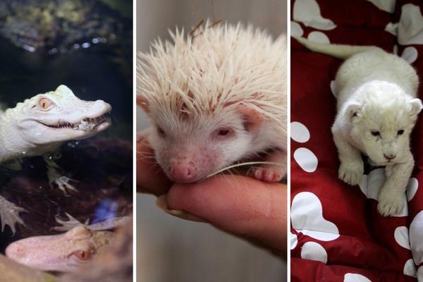 Ne treba im boja da bi izgledali spektakularno: Ove albino životinje su pravi lepotani! (FOTO)