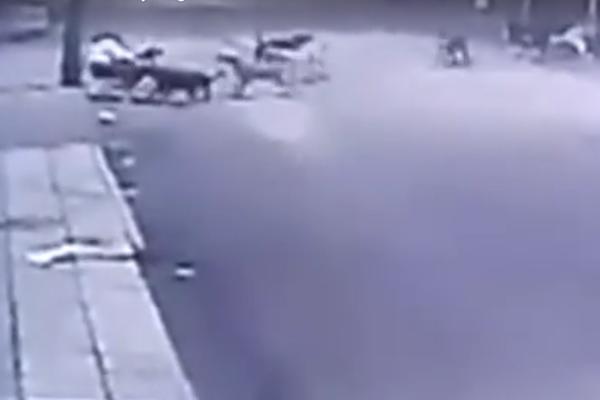 Kidali joj meso: Čopor razjarenih pasa umalo rastrgao ženu! (UZNEMIRUJUĆI VIDEO)