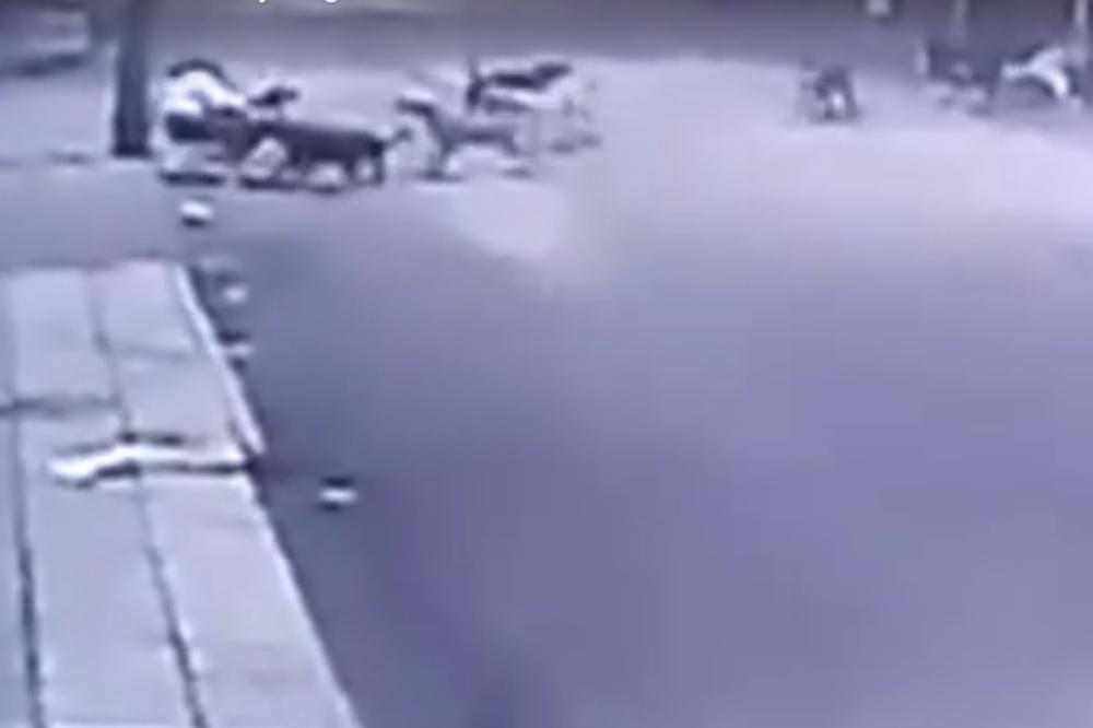 Kidali joj meso: Čopor razjarenih pasa umalo rastrgao ženu! (UZNEMIRUJUĆI VIDEO)
