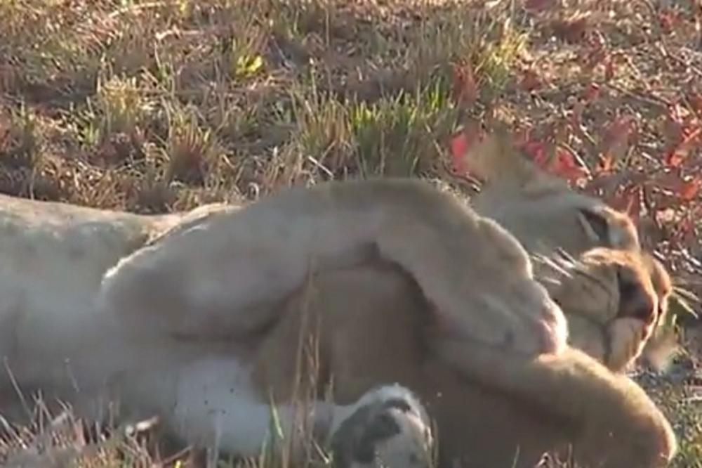 Ne diraj lava dok spava! A šta je sa mama lavicom? (VIDEO)