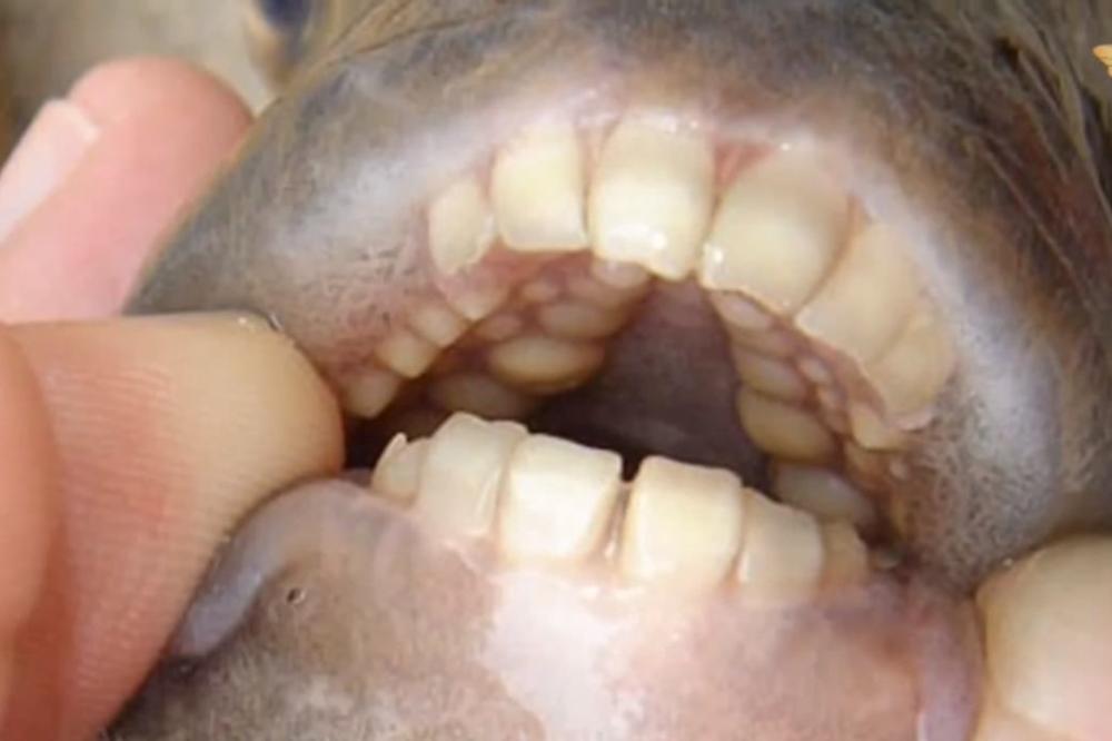 Panika u Makedoniji: Riba koja kida testise hara Dojranskim jezerom! (FOTO) (VIDEO)