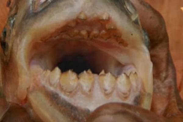 IZ UTROBE SU GMIZALI CRVI I SMRDELI SU: Žena spremala SKUŠU pa doživela ŠOK ŽIVOTA KADA JE VIDELA (FOTO)