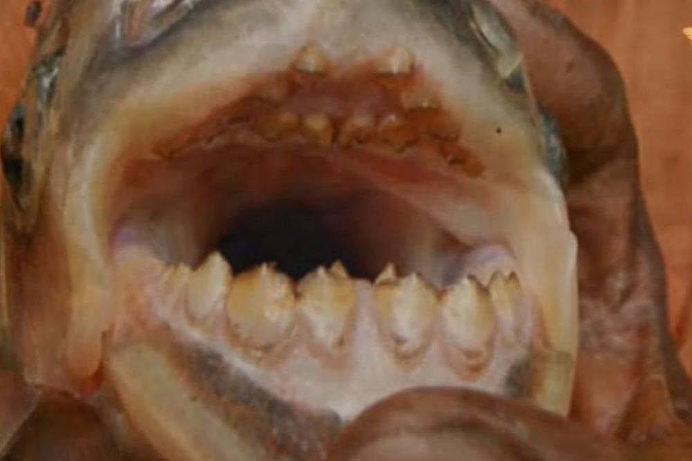 IZ UTROBE SU GMIZALI CRVI I SMRDELI SU: Žena spremala SKUŠU pa doživela ŠOK ŽIVOTA KADA JE VIDELA (FOTO)