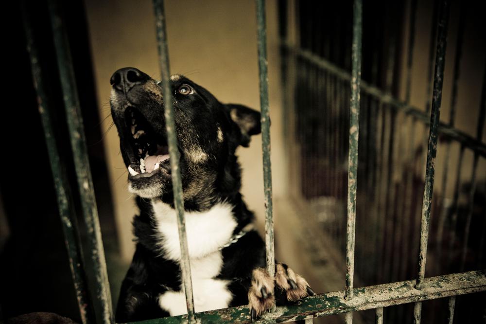 Holokaust o kojem Britanci ćute: Dan kada su likvidirali 750.000 životinja!