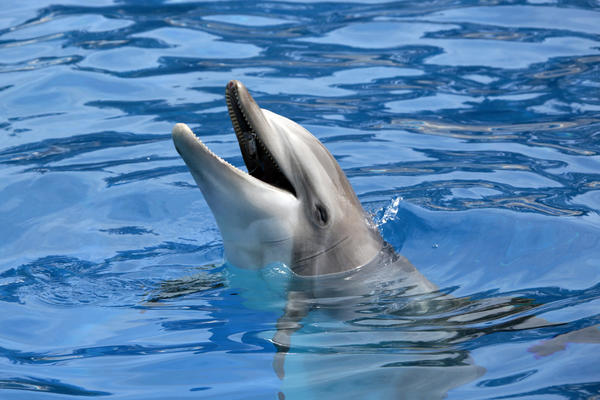 Glupost je NEUNIŠTIVA: Delfinu obukli MAJICU i pustili ga nazad u vodu! (FOTO)