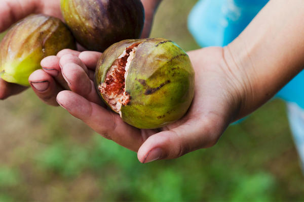 Da li znate da u svakoj smokvi ima jedna osa? (FOTO)
