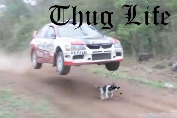 Ko ovde juri do koske? Laki je najsrećniji pas na svetu, ne sme ni auto da ga zgazi!