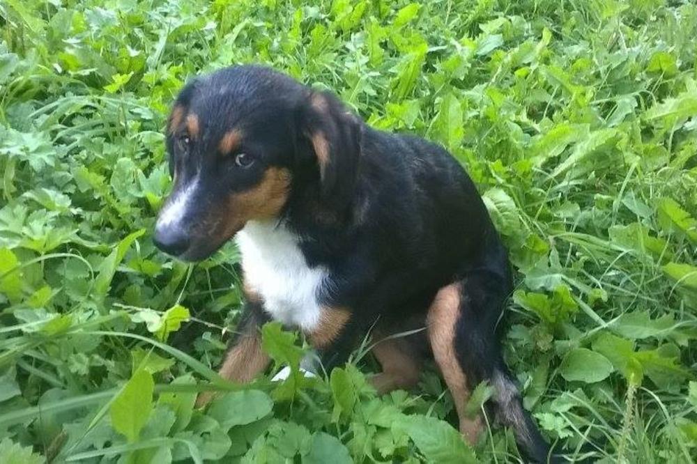 Uginulo štene kojeg su silovali desetogodišnjaci iz pakla (FOTO)