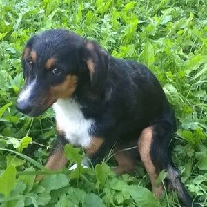 ČIN KOJI VRAĆA VERU U LJUDE: Snimak dečaka Lazara oduševio region - POGLEDAJTE SRBI OVO, SVE JE SNIMLJENO