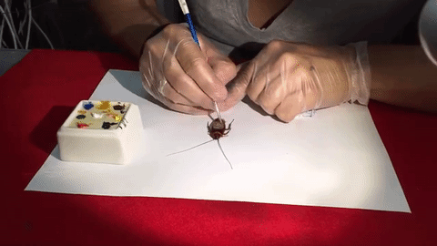 Ko vam je odvratniji - političari ili bubašvabe? Ovaj lik će uspeti da vam ih dodatno ogadi! (FOTO) (VIDEO)