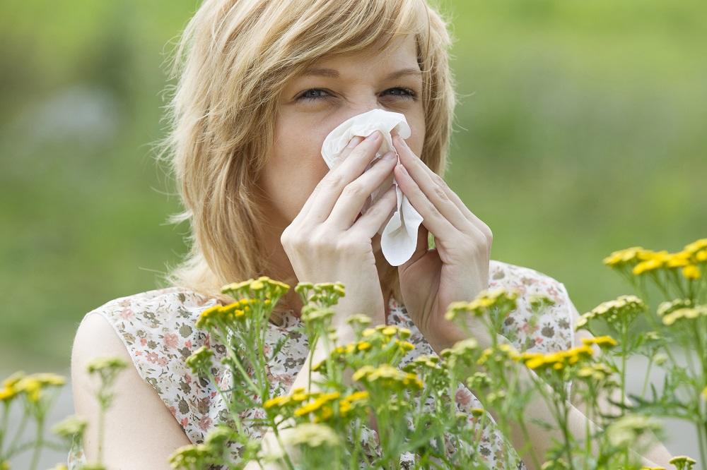 Alergija na ambroziju je svake godine sve gora, zašto je to tako? (FOTO)