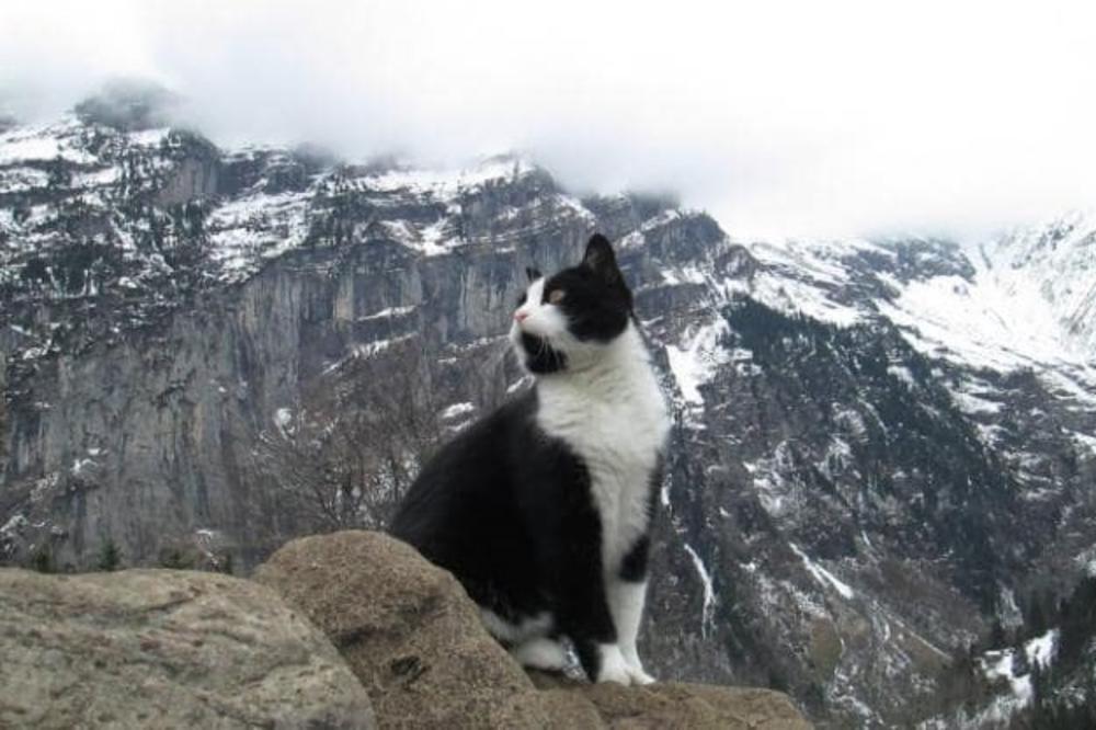 Spasilačka mačka: Spasila je ekspediciju koja se izgubila u Alpima! (FOTO) (VIDEO)
