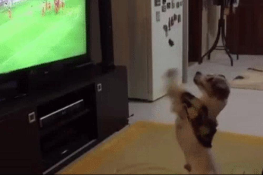 Da li je ovo najslađi mali huligan na svetu? (GIF)