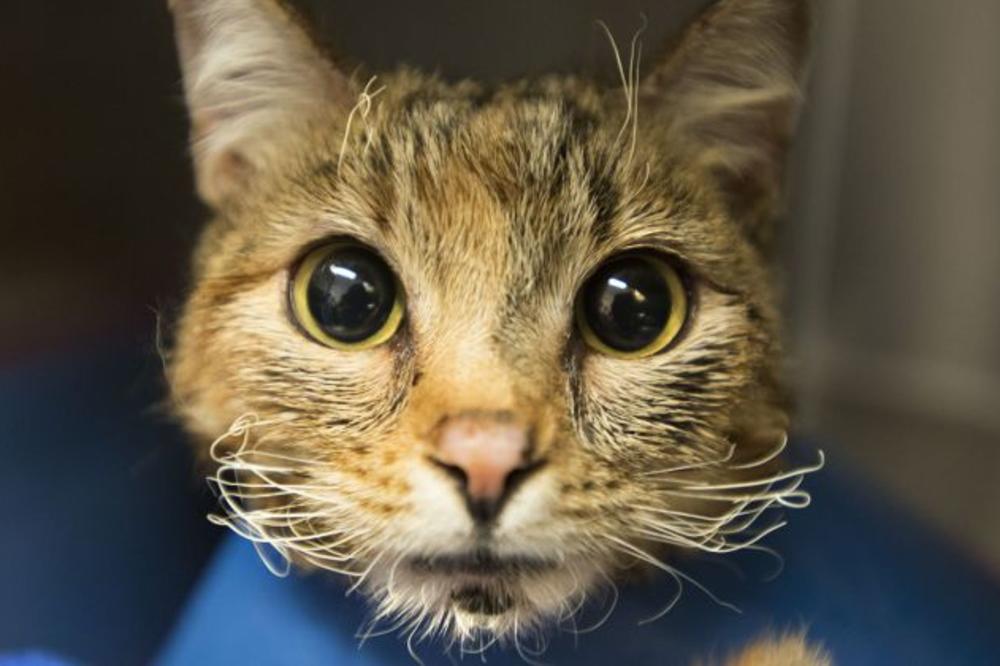 Kruševljanin zaklao komšijinu mačku: Nećete verovati koliko ga je sudija kaznio!