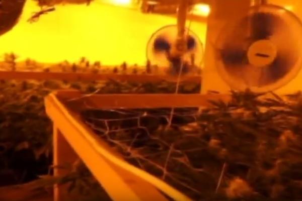 Filmsko hapšenje u Beogradu: Policija upala u carstvo marihuane! (VIDEO)