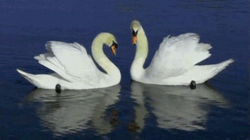 7 vrsta životinja koje ljubav razumeju bolje od ljudi (FOTO) (GIF)