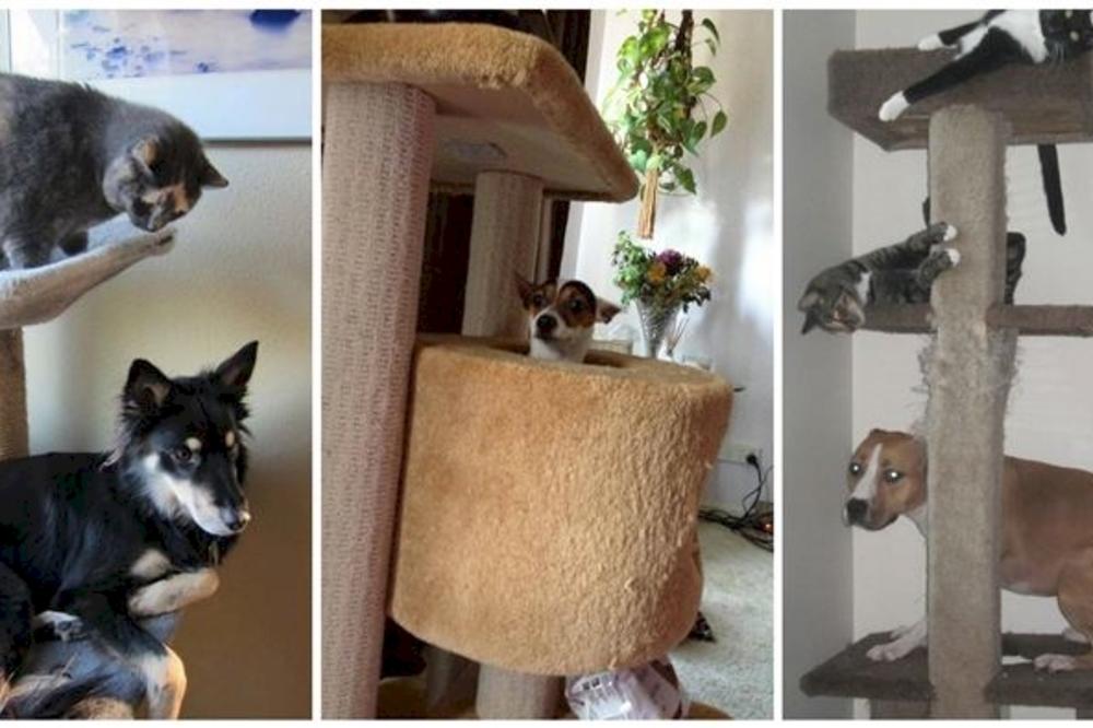 15 pasa koji bi su utripovali da su mačke! Mjauču bolje od njih! (FOTO)