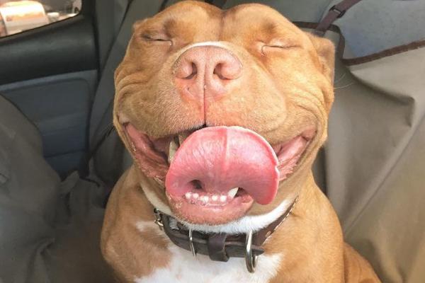 Upoznajte Ćufticu: Nežni grubijan koji ne prestaje da se smeje! (FOTO) (VIDEO)